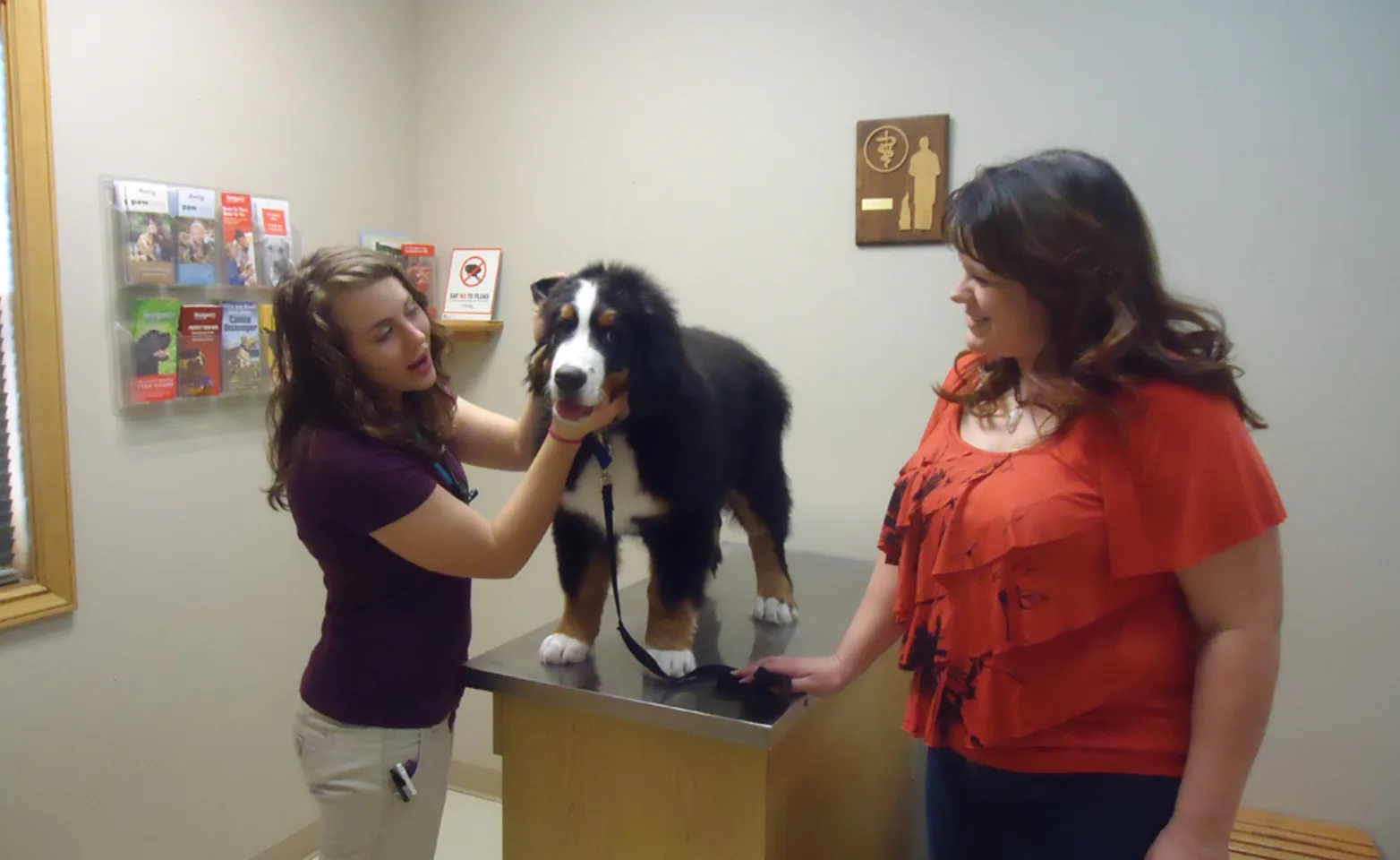 Black and white dog being examined by a veterinarian at Animal Clinic of Rapid City